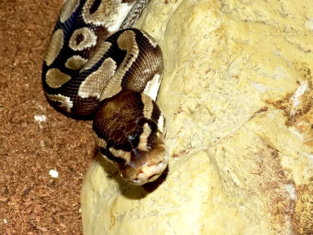 Snakes alive