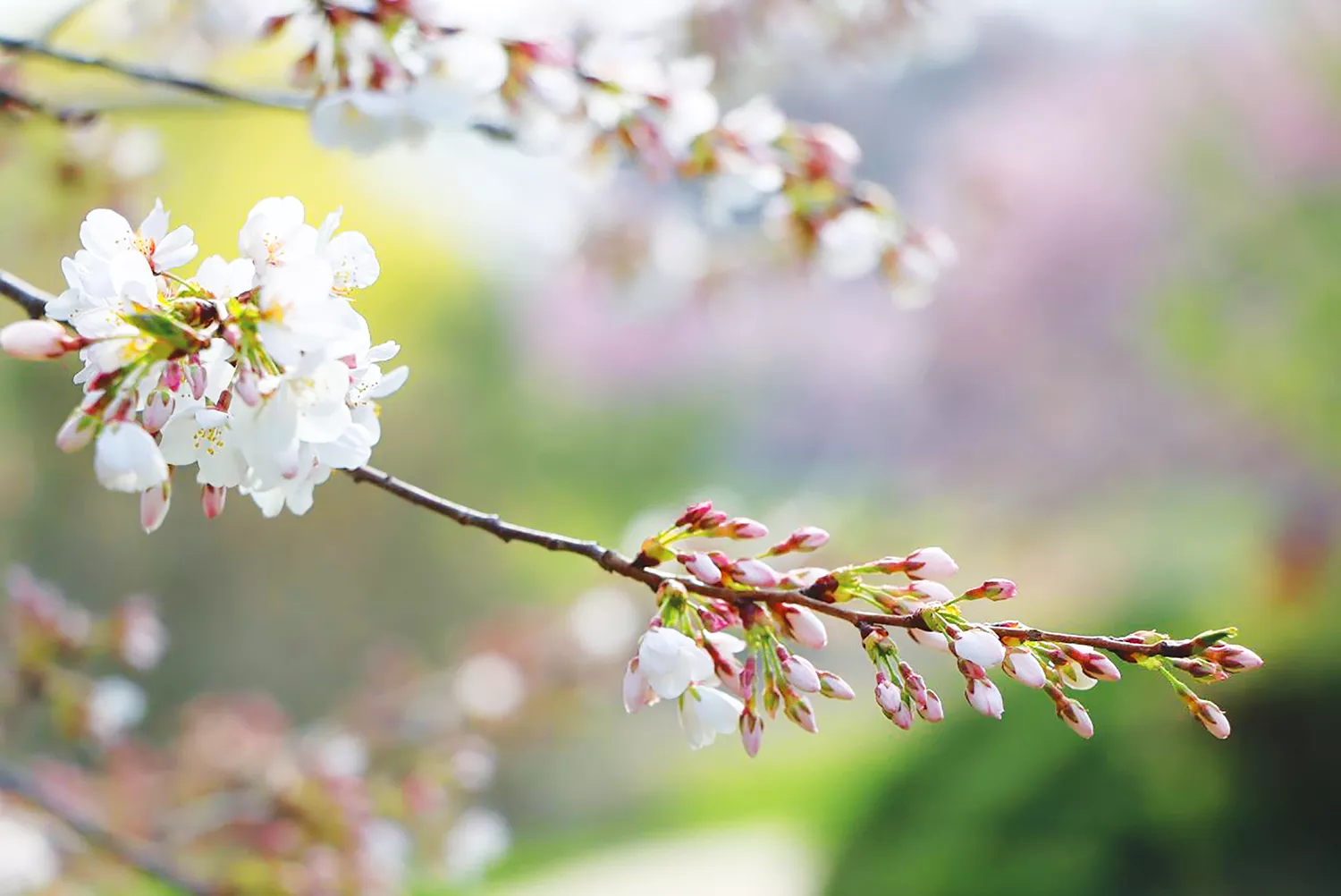 Cherry blossom time, image size:1500x1002